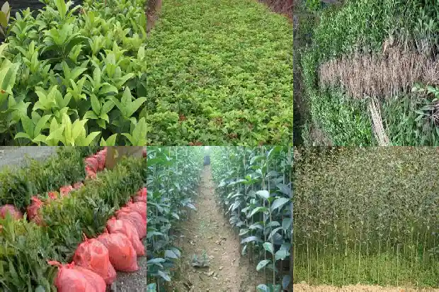 四季桂花的颜色1682131765957