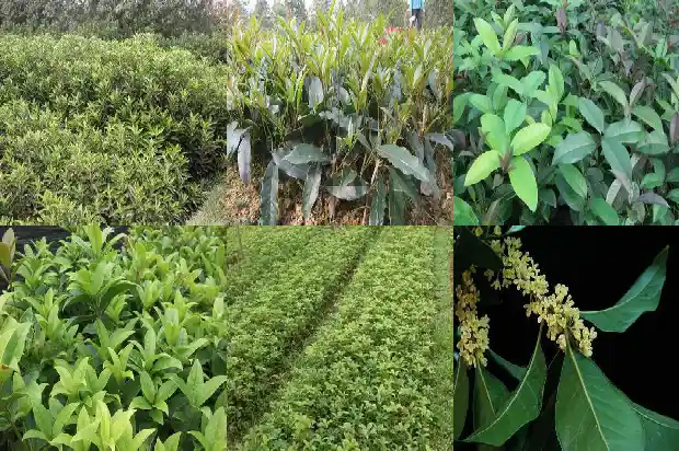 桂花适不适合四川种植1682131827916