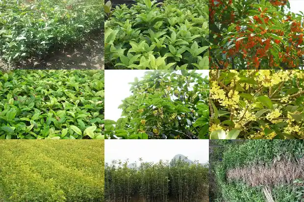 桂花适不适合四川种植1682131827962
