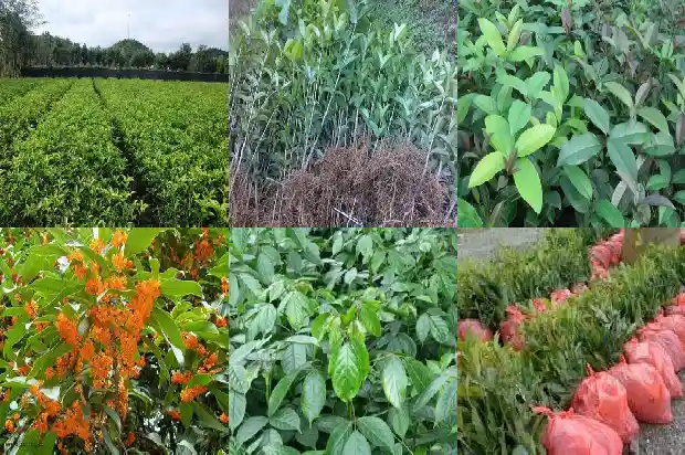 桂花什么季节剪枝?怎样剪1682131889739