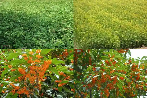 桂花什么季节剪枝?怎样剪1682131889786