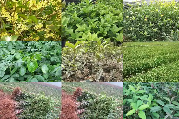 桂花什么季节落1682131919042