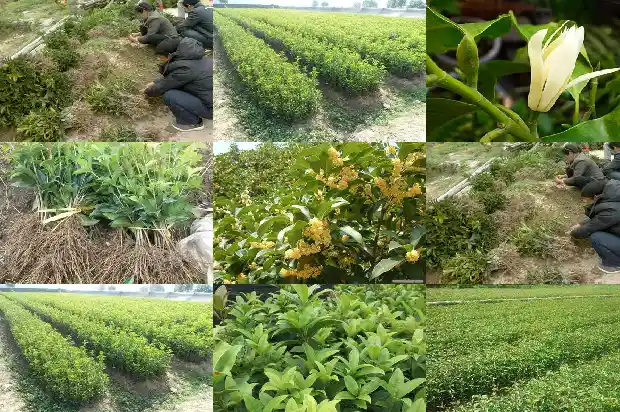 什么桂花树最好最香花期长1682131979743