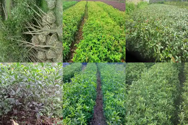什么桂花树最好最香花期长1682131979791
