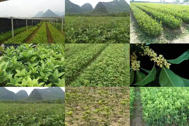 什么桂花树最好最香花期长1682131979838