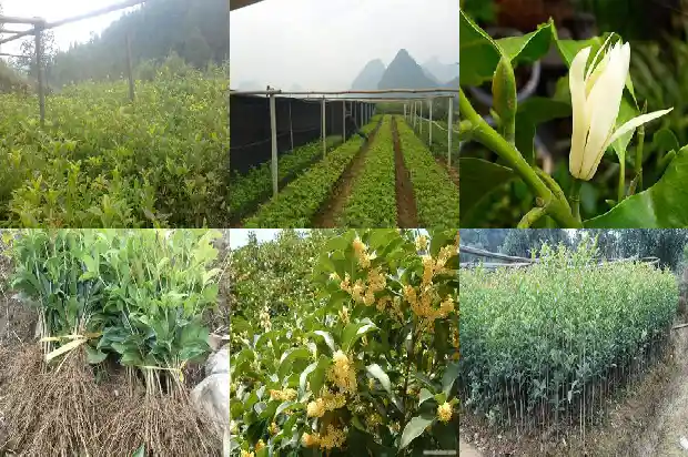 什么桂花树最好最香花期长1682131979885