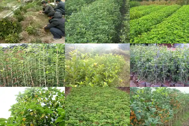 8月桂花树是什么桂1682132013912