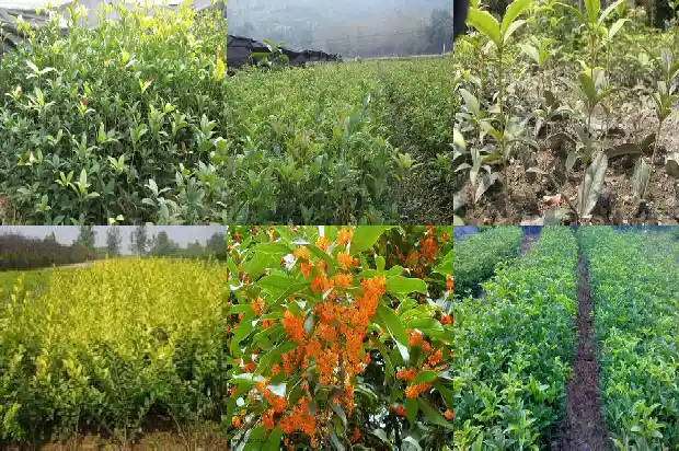 8月桂花树是什么桂1682132013960