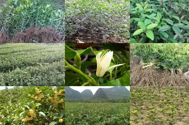 8月桂花树是什么桂1682132014004