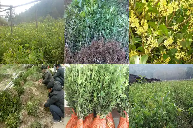 什么桂花可以吃1682132132820