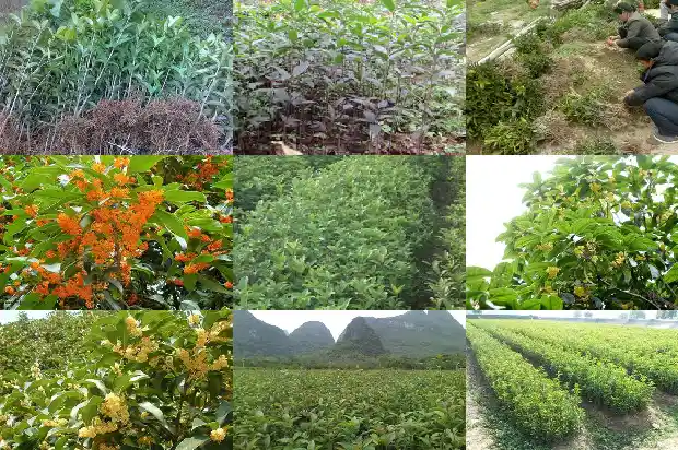 八月份桂花施什么肥1688431524537