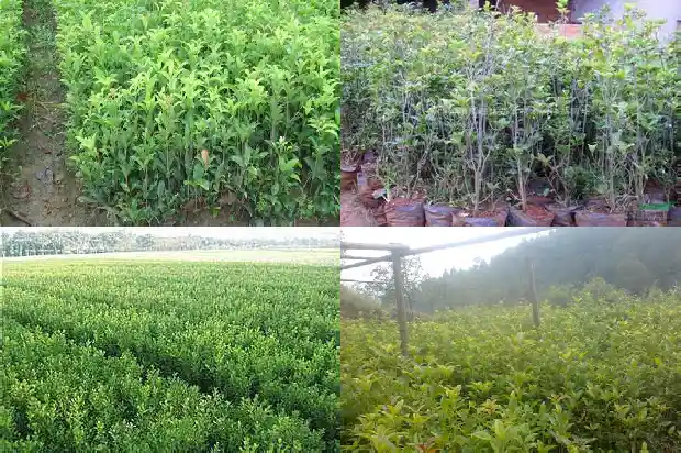 什么桂花树最耐寒最好养1682132160354