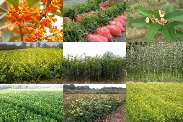 华南地区桂花冬季开花1682132182741