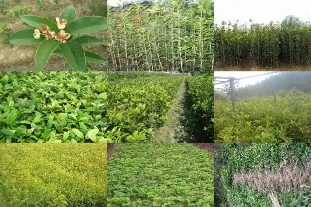 华南地区桂花冬季开花1682132182787
