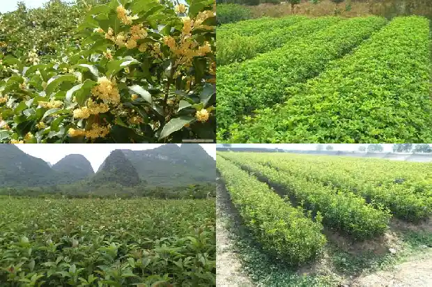 桂花橙黄色什么品种1682132210318