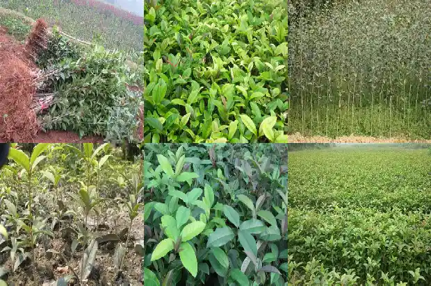 桂花树特点简介1682132235569