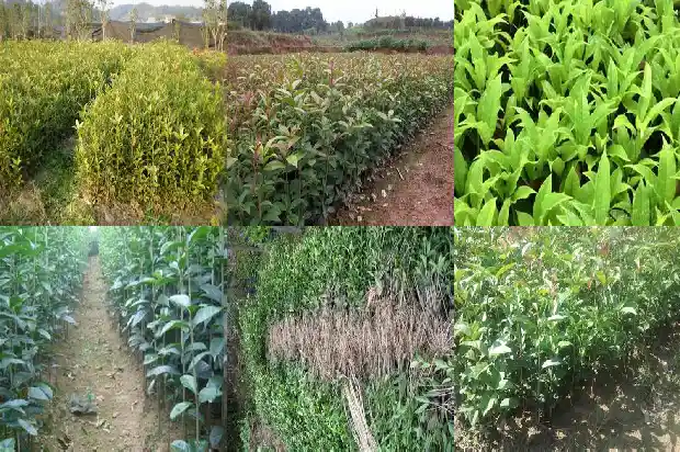 桂花树合适种门口嘛1682132263351