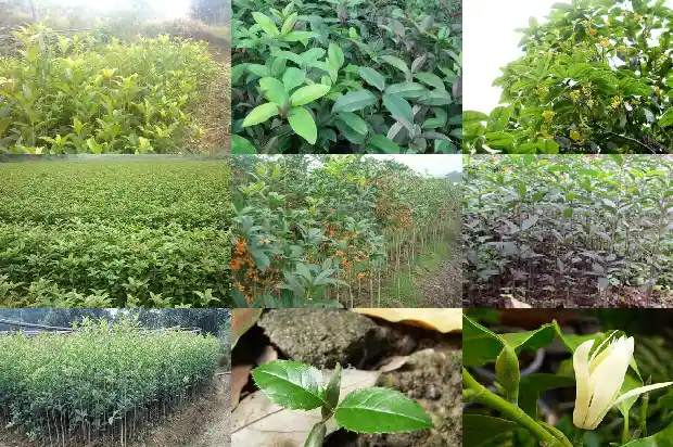 桂花像什么比喻句1682132291031