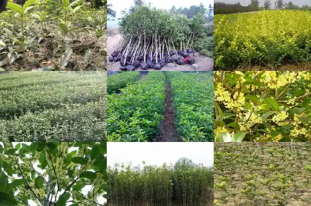 桂花像什么比喻句1682132291079