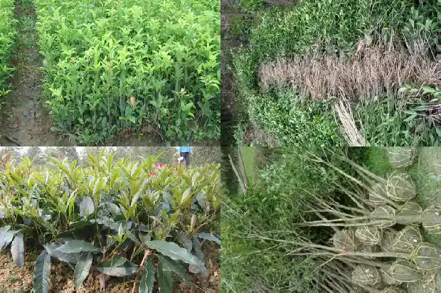 桂花树叶介绍1682132401905