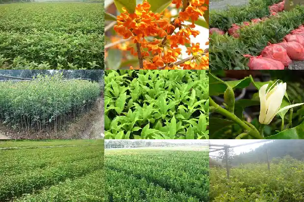 桂花树叶香樟树叶的区别1682132433773