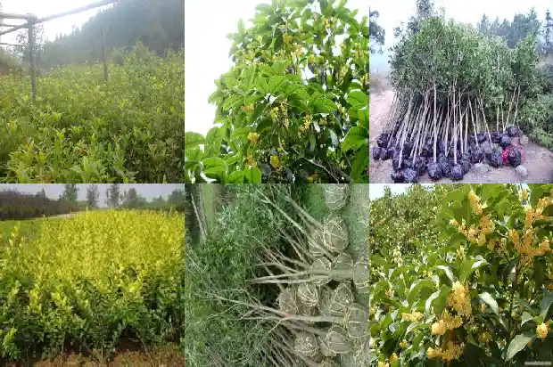 桂花树叶香樟树叶的区别1682132433821