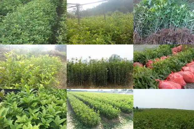 杭州桂花香水多少钱一瓶1682132459370
