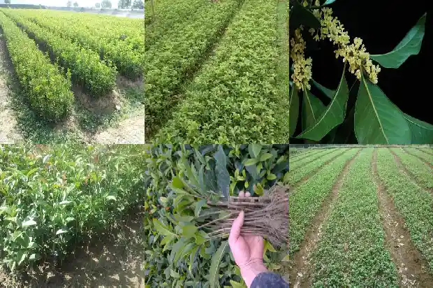 桂花树叶药用1682132491591