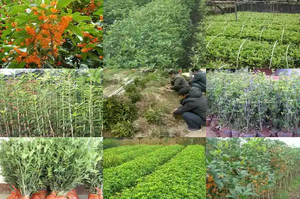 桂花树叶药用1682132491687