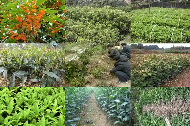 桂花中药材1682132523265