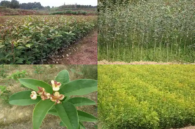 桂花中药材1682132523313