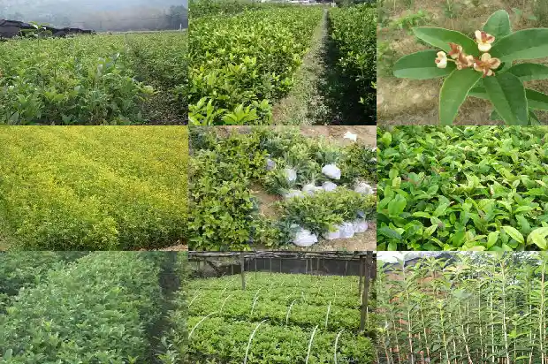 桂花蜂蜜茶有什么功效1689381497486