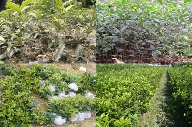 桂花树药用功能1682132552594