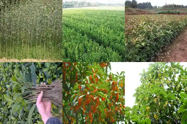 桂花树药用功能1682132552639