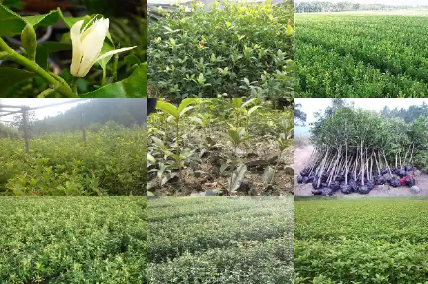 桂花树药用功能1682132552732