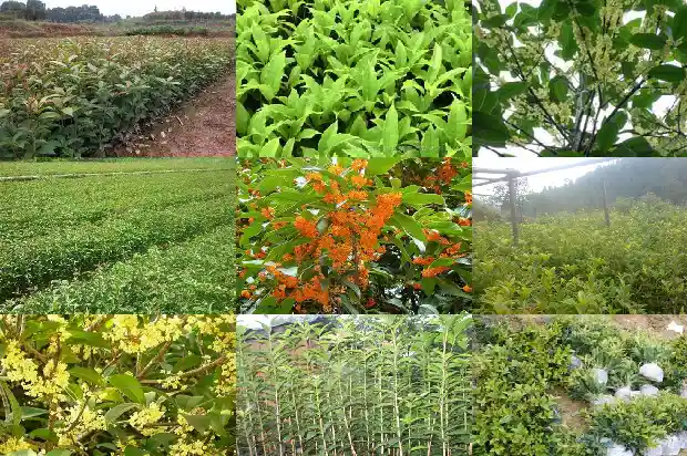 四月桂花树1682132586563