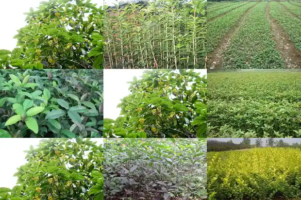 一年四季桂花树1682132648731