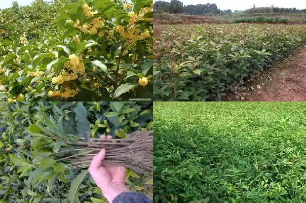 一年四季桂花树1682132648777