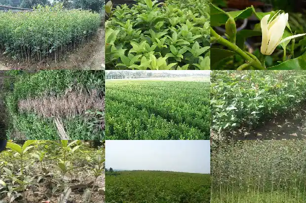 一年四季桂花树1682132648823