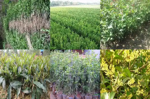 一年四季桂花树1682132648869