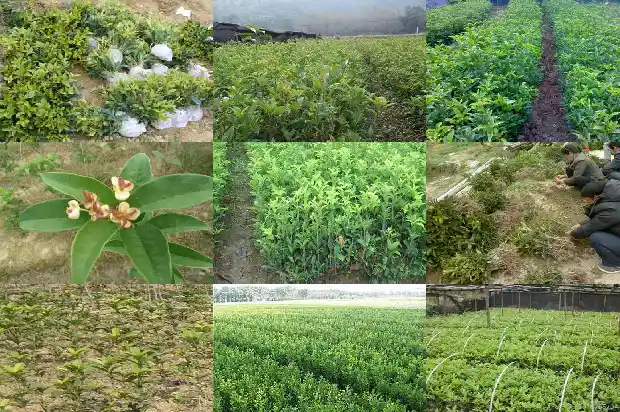 临沂桂花树批发市场在哪里1689838370521