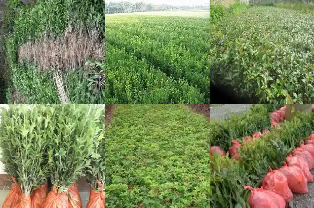 四季桂花树品种有哪些1682132677938