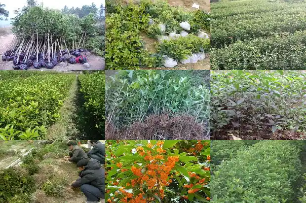 四季桂花树品种有哪些1682132678032