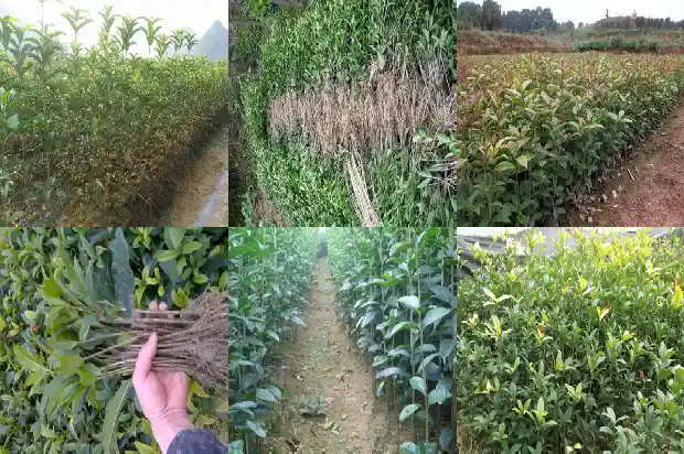 桂花品种四季桂1682132704739