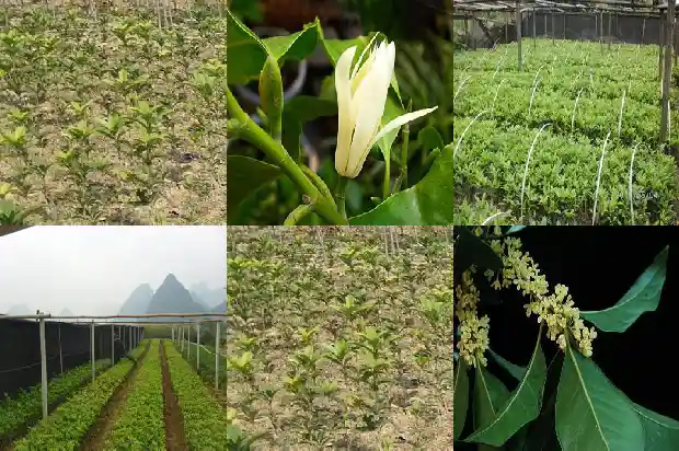 桂花品种四季桂1682132704786