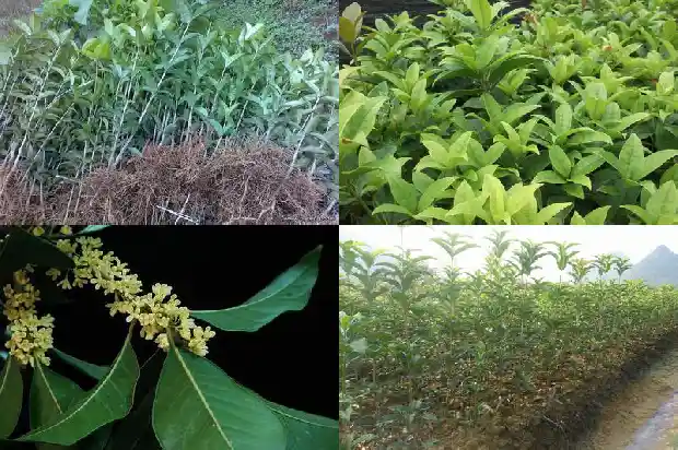 桂花树是金桂好还是四季桂好呢1682132732183