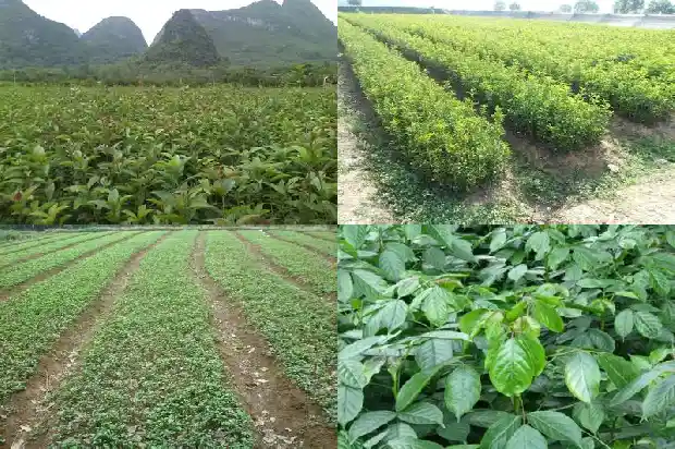 新鲜桂花首推湖北百信园林厂家直销1690418314245