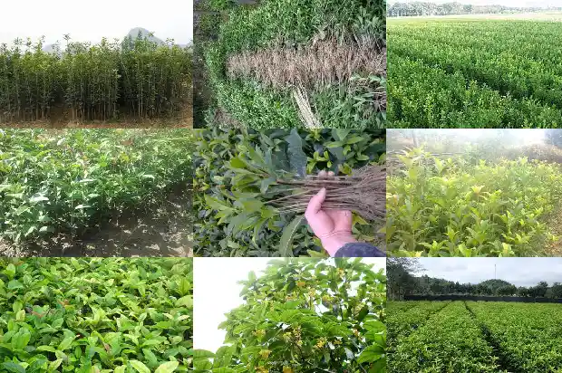 四季桂和桂花树的区别1682132789667