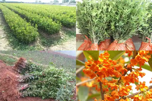 桂花树是四季桂好还是月桂好1682132817398