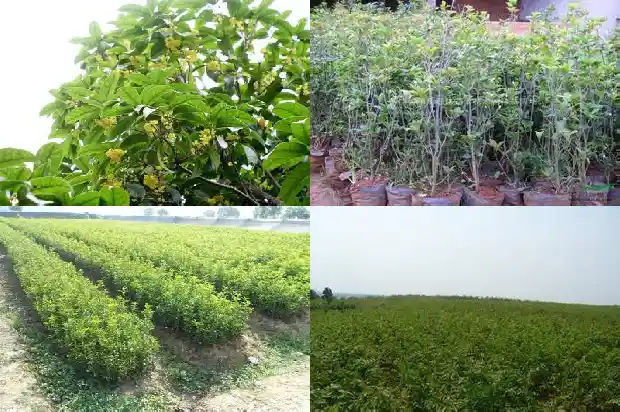 桂花树是四季桂好还是月桂好1682132817444